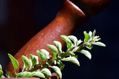 Konsumsi Jamu untuk Anda yang Ingin Segera Punya Momongan