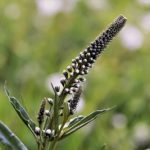 Tips Mempercepat Kehamilan dengan Obat Tradisional